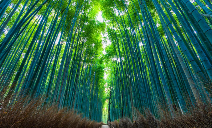 아라시야마 대나무숲